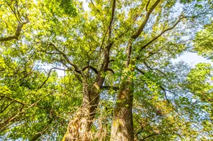 Tract 8 County Road 4221, Frankston, TX 75763 - Photo 4