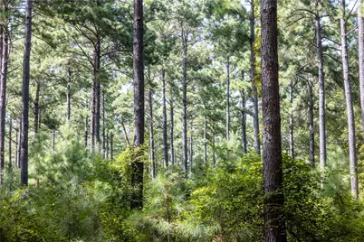 Tract 10 County Road 4222, Frankston, TX 75763 - Photo 6