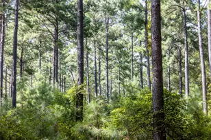 Tract 10 County Road 4222, Frankston, TX 75763 - Photo 6