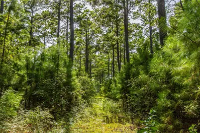 Tract 10 County Road 4222, Frankston, TX 75763 - Photo 10