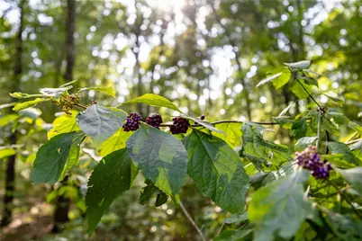 Tract 10 County Road 4222, Frankston, TX 75763 - Photo 18