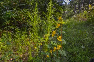 Tract 13 County Road 4224, Frankston, TX 75763 - Photo 6