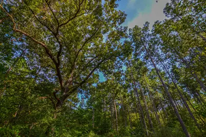 Tract 19 County Road 4224, Frankston, TX 75763 - Photo 6