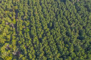 Tract 19 County Road 4224, Frankston, TX 75763 - Photo 8