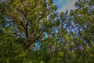 Tract 21 County Road 4224, Frankston, TX 75763 - Photo 8