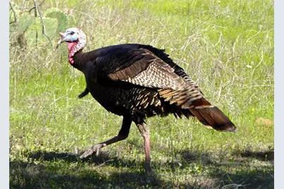 Lot 297 Shooting Star Court, Possum Kingdom Lake, TX 76449 - Photo 8