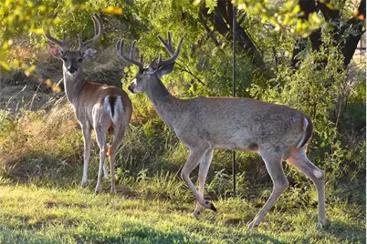 Lot 297 Shooting Star Court, Possum Kingdom Lake, TX 76449 - Photo 6