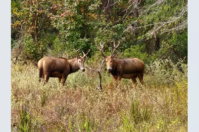 9042 Safari Bluff, LaRue, TX 75770 - Photo 36