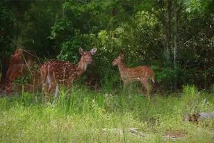 9042 Safari Bluff, LaRue, TX 75770 - Photo 18