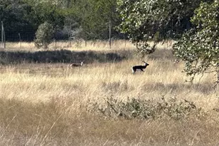 Lot 186 Blackbuck Ridge Dr, Lampasas, TX 76550 - Photo 12