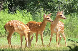 107 Country Club Dr Dr, Nocona, TX 76255 - Photo 36