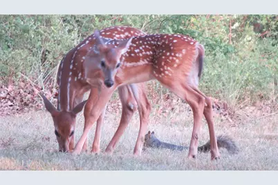 126 Diamond Oaks Drive, Nocona, TX 76255 - Photo 30