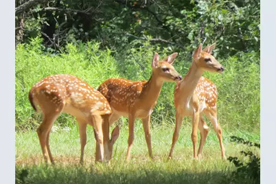 122 Comanche Trail, Nocona, TX 76255 - Photo 14
