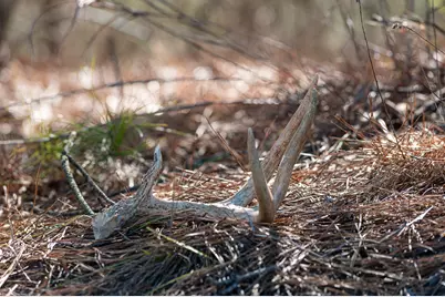 Tbd State Highway 64, Ben Wheeler, TX 75754 - Photo 22