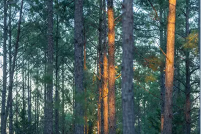 Tbd State Highway 64, Ben Wheeler, TX 75754 - Photo 34