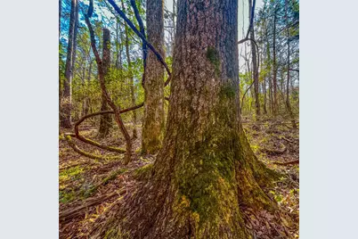 0 E Private Road 8344, Palestine, TX 75803 - Photo 30