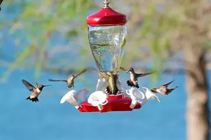 504 Doe Ln, Possum Kingdom Lake, TX 76450 - Photo 6