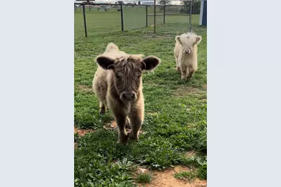 2181 Bledsoe Road, Gunter, TX 75058 - Photo 26