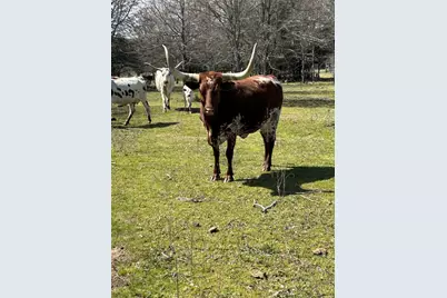 379 Fm 80 S, Teague, TX 75860 - Photo 10