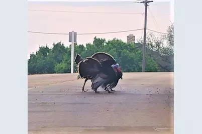 22174 Greenbriar Drive, Whitney, TX 76692 - Photo 20