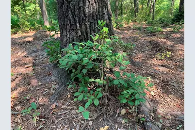 3196 Shadow Pine Drive, LaRue, TX 75770 - Photo 12