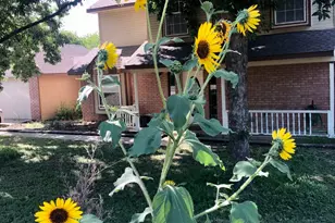 5227 E FM 875, Waxahachie, TX 75167 - Photo 34