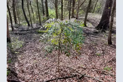 Tbd Fm 2645, Ector, TX 75439 - Photo 22