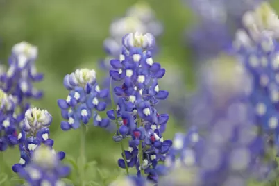 1485 County Road 224, Valley Mills, TX 76689 - Photo 22