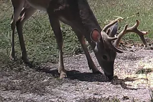 690 County Rd 15560, Paris, TX 75462 - Photo 38