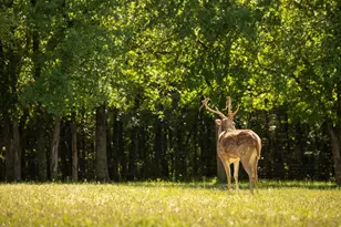 700 Temple Hall Hwy, Granbury, TX 76049 - Photo 4