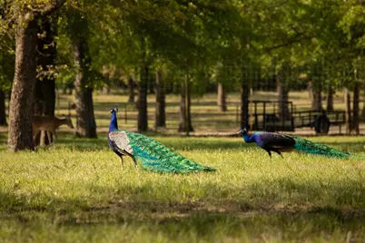 700 Temple Hall Highway, Granbury, TX 76049 - Photo 34