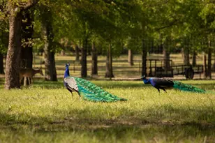 700 Temple Hall Hwy, Granbury, TX 76049 - Photo 34