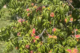 102 Wait Station Ave, Tuscola, TX 79562 - Photo 38