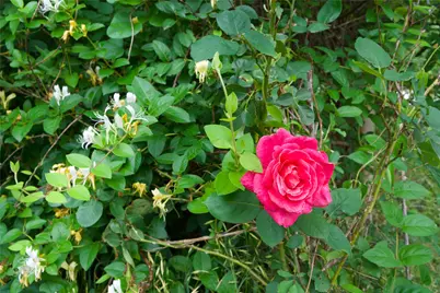 167 Northridge Drive, Gainesville, TX 76240 - Photo 2