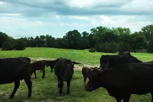 783 Co Rd 4420, Whitewright, TX 75491 - Photo 28