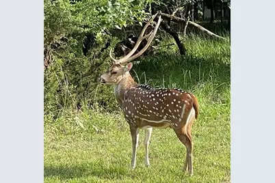 9122 Safari Bluff, LaRue, TX 75770 - Photo 10