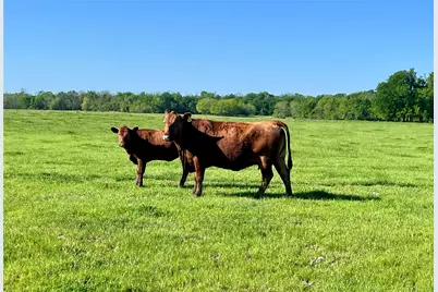 4798 E Fm 198, Lake Creek, TX 75450 - Photo 6