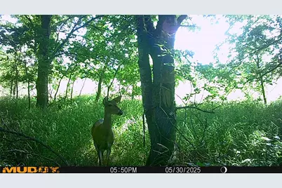 131 Dugan Chapel Rd Road, Bells, TX 75414 - Photo 2