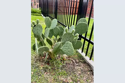 2000 Homestead Drive, Mesquite, TX 75181 - Photo 38