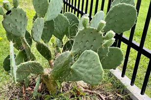 2000 Homestead Dr, Mesquite, TX 75181 - Photo 38