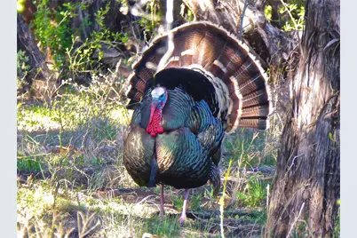 1510 Balcones Lane, Possum Kingdom Lake, TX 76449 - Photo 26