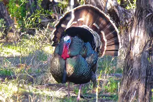 1510 Balcones Ln, Possum Kingdom Lake, TX 76449 - Photo 26