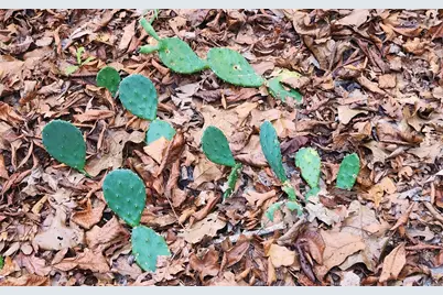 Lot 465 Cr-4710, LaRue, TX 75770 - Photo 8