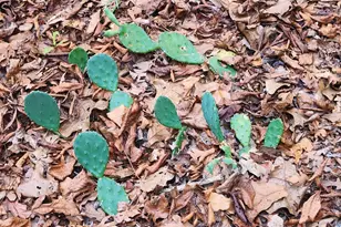 Lot 465 Cr-4710, LaRue, TX 75770 - Photo 8