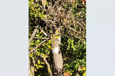 Tbd County Road 1304, Deport, TX 75435 - Photo 34