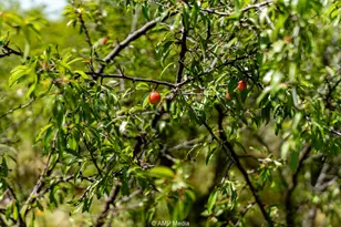 3641 A Carpenter Rd, Nocona, TX 76255 - Photo 20