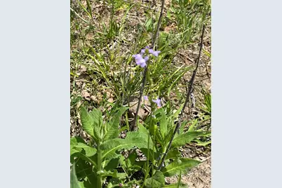 057 Blackjack Parkway, Nocona, TX 76255 - Photo 4