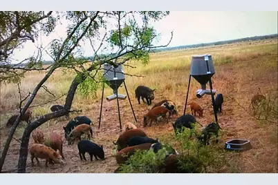 Tbd 40+/- Acres County Road 194, Ovalo, TX 79541 - Photo 10