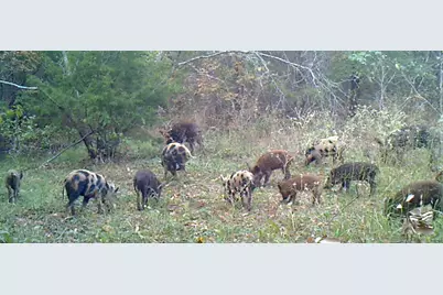 3324 County Road 3206, Dawson, TX 76639 - Photo 36