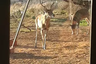 55 County Road 275, Priddy, TX 76442 - Photo 6